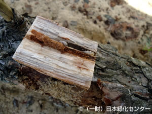 被害材から見つかったマツノマダラカミキリの幼虫