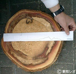 樹木の腐朽部分とレジストグラフの測定結果
