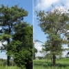 写真2　2011年9月　健全木（左） 不健全木（右）