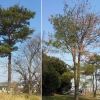 写真6　2012年3月　健全木（左） 不健全木（右）