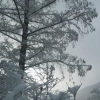 雪をまとったメタセコイア（写真提供：京都大学フィールド科学教育研究センター芦生研究林）