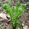 写真1　春の山菜　コゴミ（クサソテツ）