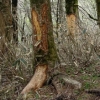 写真1　シカによる木の皮剥ぎ（高知県三嶺付近）