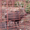 写真4　「肉の畑」に入ったオスジカ