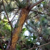 写真2　タイワンリスによる樹皮の剥離