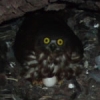 アベマキの樹洞で抱卵中のアオバズクのメス