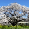 写真1　遠山桜全景　樹高12m、樹冠径25ｍ