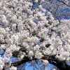 写真4　遠山桜の開花状況　枝数が少ない