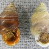 外来種のアズキガイ（左）とアルビノ個体（右）