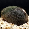 写真2　産卵母貝となるマツカサガイ　和歌山県産