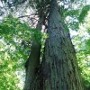 写真4　サワラ（左）とヒノキ（右）の合体木