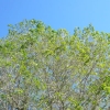 写真3　色が薄く、密度も少ない枝葉