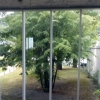写真4　音楽ホールのシンボル樹のボダイジュ