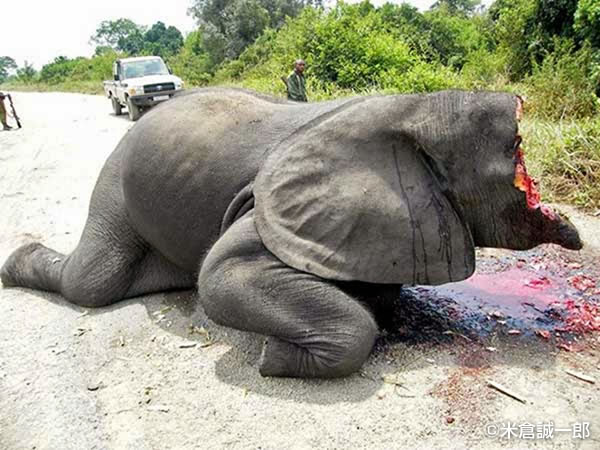 写真1　アフリカゾウ「サタオ」の虐殺
