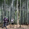 写真5　里山ボランティアによる竹林保全活動