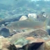写真2-1　確認された産卵親魚