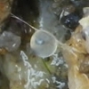 写真2-2　リュウキュウアユの産着卵