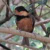 写真1　 照葉樹林に多いヤマガラは茶色っぽい小鳥、太め
の丈夫な嘴が特徴的だ。