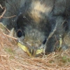 写真2　 巣箱の中で育っているヒナ。ヤマガラは巣箱をよく
使う。