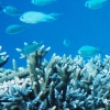 写真1　多様な生物を支えるサンゴ礁