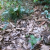 写真3-3　発光菌糸が付いた落ち葉を見つけた林
