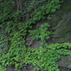 写真1　目黒川の段丘崖