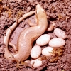写真2　トカゲ属の一種、アオスジトカゲの雌親が卵を守っている様子　写真/樋上正美 氏