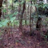 写真4　広葉樹の侵入したマツ林