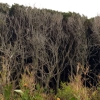 写真2　広葉樹の衰退の例（愛知県）
