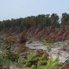 写真3　津波により倒伏した海岸防災林（東松島市矢本）