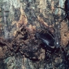 写真2　クヌギの樹液に集まった夜の甲虫たち