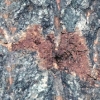 写真3　シロスジカミキリの産卵痕