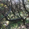 写真2　犠牲林帯とよばれるクロマツ林最前線の樹形