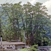 写真6　島根県隠岐の島町　春日の黒松（1988）