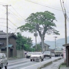 写真7　新潟県糸魚川市　田伏の大松（1987）