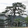 写真8　兵庫県香美町　香住小学校の燈篭の松（1993）