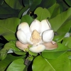 写真1　Magnolia delavayi ．モクレン属の1種（中国雲南原産）
