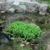 写真1-1　水辺環境の再生を目指した復元型ビオトープ