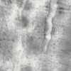 写真4　樹皮の様子と樹木拓本―ヤマハンノキ―