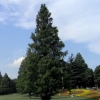 写真1　円錐形の樹形が美しいメタセコイア（大阪府吹田市 万博記念公園）