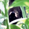 写真2　クサトベラに止まるオガサワラオオコウモリ