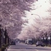 写真1　剪定により樹形を維持管理しているソメイヨシの街路樹　（東京都三鷹市）