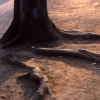 写真2　生育基盤の土壌が硬く根上がりしているソメイヨシノの根 （川崎市津田山霊園）