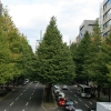 写真1　都市のメインストリートの高木植栽