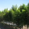 写真3　外周の竹林