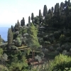写真6　ポルト・フィーノの植物景観、垂直の構図