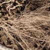 写真5　2004年に土壌を替えた場所に伸びた根（2005）