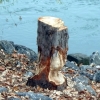 写真6　 ドナウ川（Donau Kanal）の樹木。川岸に生息するビー
バーによる被害のため、倒れる前に伐採された