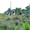 写真2　 未利用地を地域の庭として暫定的に利用する コミュニティガーデン