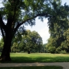 写真5　 大木と樹群の間に通景線が通るように景観が設計され
ている園内　ピュックラー侯爵による計算づくの造園
